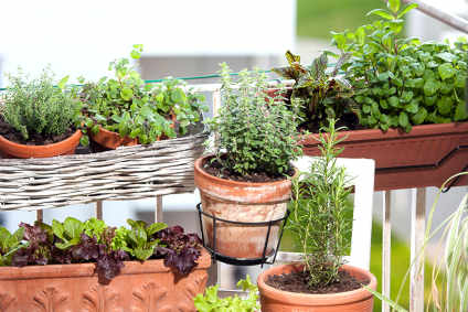 quelles-plantes-sur-mon-balcon-pour-quel-bienfait