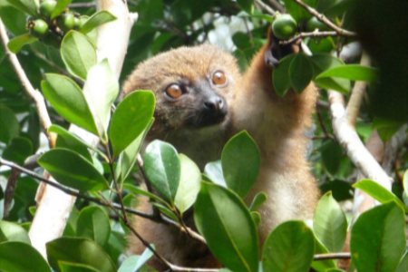 partons-a-la-decouverte-de-madagascar-et-de-sa-biodiversite