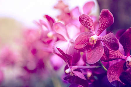 culture-et-conseil-des-orchidees