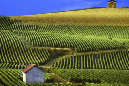 7904-le-champagne-reims-et-sa-cathedrale