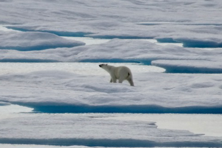 8874-l-alaska-ses-eskimos-grizzlys-et-ours-polaires-d-anchorage-au-detroit-de-bering