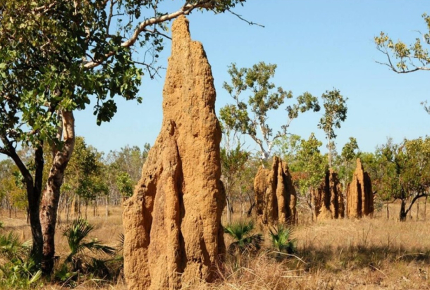 7911-l-architecture-animale-de-la-fourmi-au-castor